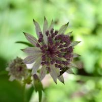 juin 33 : Aurélie PILARD