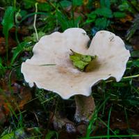 juin 41 : Monique NUVIALA