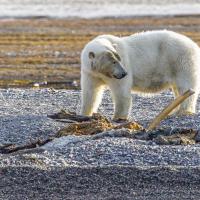 juin 42 : Catherine BOURGEOIS