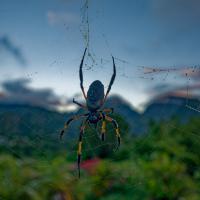 juin 43 : Emmanuel ALANVERT