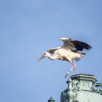 juin 46 : Jean ALLIOT