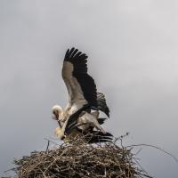 juin 52 : Jean ALLIOT