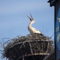 juin 53 : Jean ALLIOT