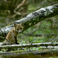 oct 20 : Philippe CUMONT