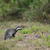 oct 36 : Philippe CUMONT