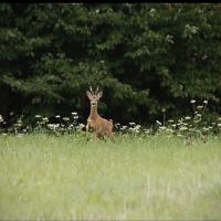 nov 25 : Monique NUVIALA