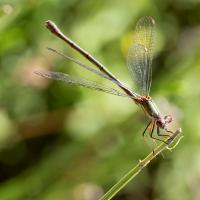 nov 57 : Emmanuel ALANVERT