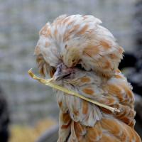 nov 10 : France COTONNEC