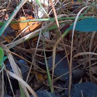 nov 18 : France COTONNEC