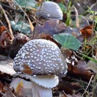 nov 19 : France COTONNEC