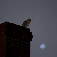 nov 34 : Philippe DUVAL