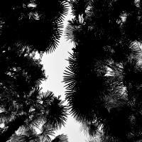 nov 51 : Sylvie CUMONT