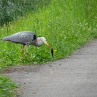 nov 58 : Jean Paul BOURGEOIS