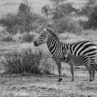 dec 07 : Jean Paul BOURGEOIS