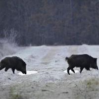 dec 13 : Philippe CUMONT