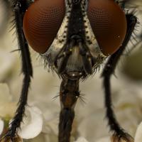 dec 29 : Emmanuel ALANVERT