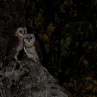 dec 38 : Philippe DUVAL