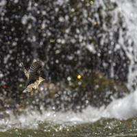 dec 41 : Philippe DUVAL