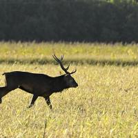 fev09 : Philippe CUMONT