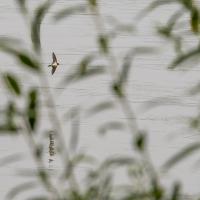 fev27 : Emmanuel ALANVERT