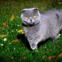 fev51 : Catherine GARREAU