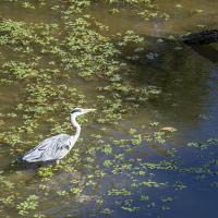 fev52 : Emmanuel ALANVERT