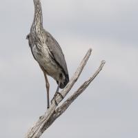 mars28 : Philippe DUVAL