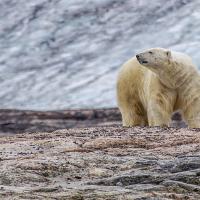 mars38 : Catherine BOURGEOIS