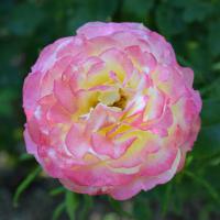 Juin52 : France COTONNEC